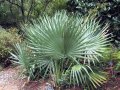 Sabal minor - palmier nain exotique de plein soleil 1.5-2m